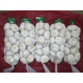 Normal White Garlic Low Price Crop 2020